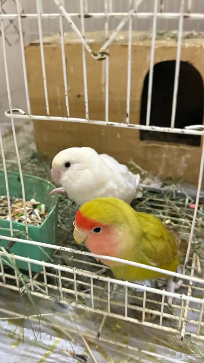 زوج روز للبيع 0