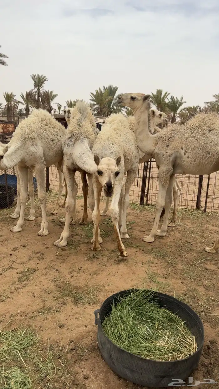 حشوا فوق التربيه فيهن واحد صغير والباقي كبار 7