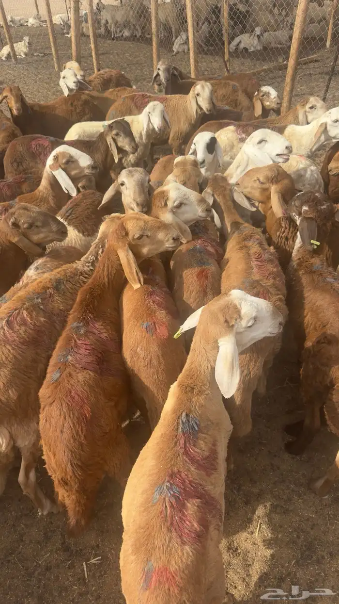 طليان سواكني السعر 720 0
