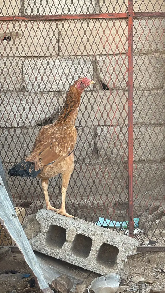 طقم سندي فاخر 2