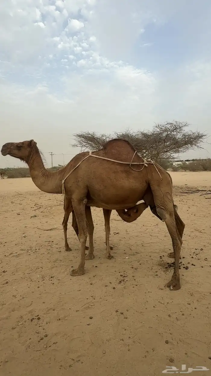 نياق سواحل خلفات 4