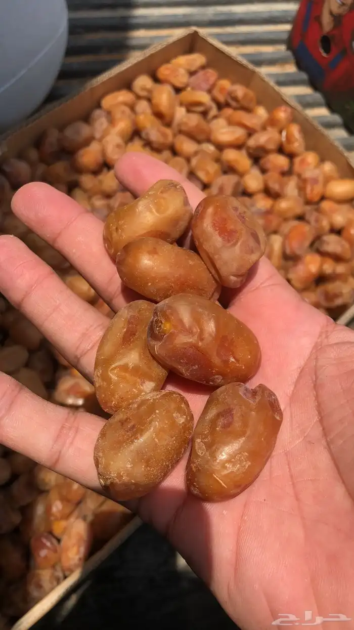 تمر خلاص وادي الدواسر جديد 11