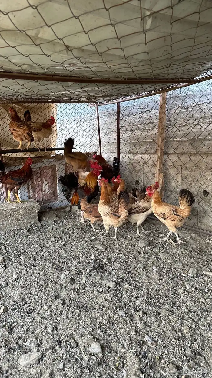 دجاج بلدي 1