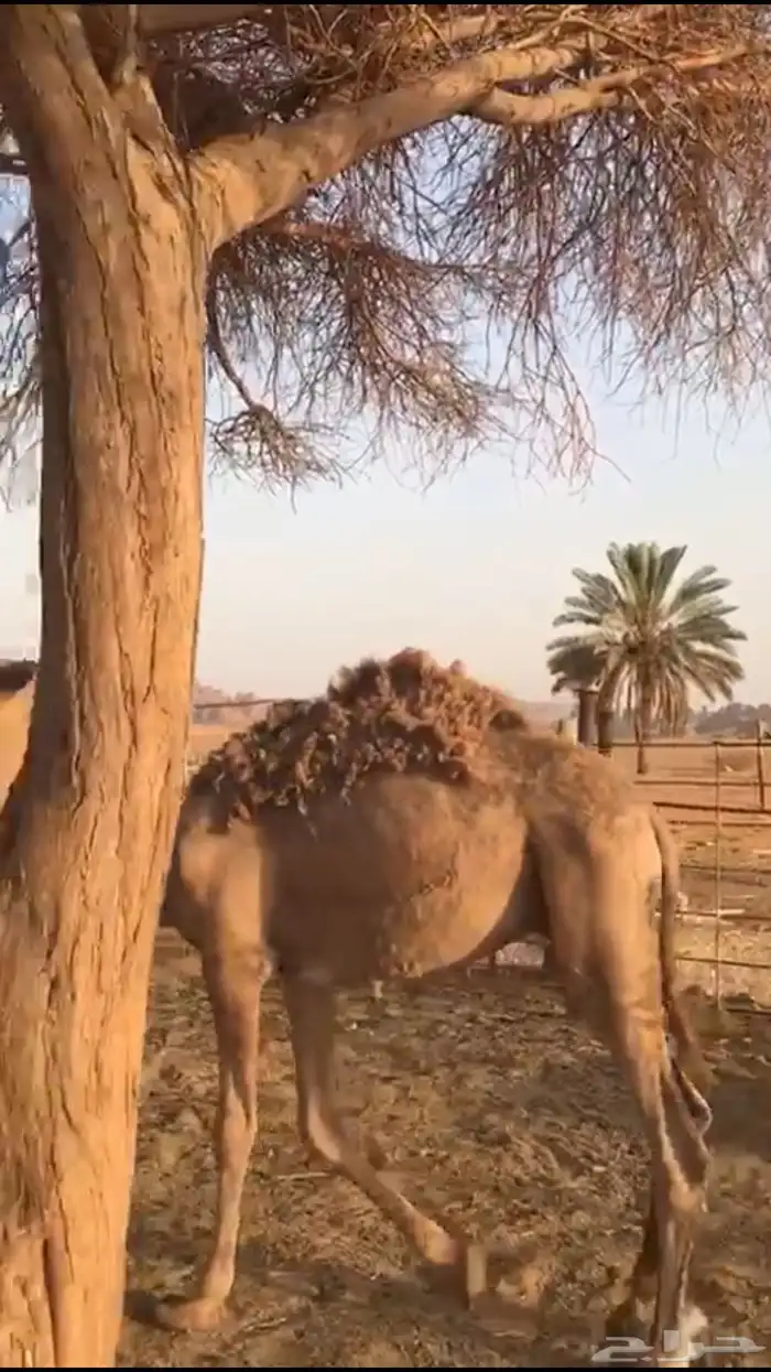 للبيع ثلاث قعدان وبكرة 1