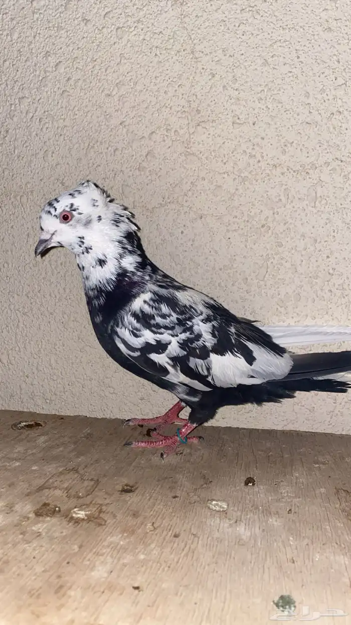 قطايف 5