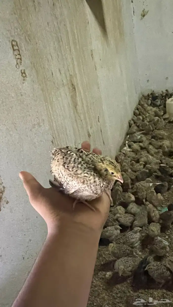 سمان مريعي فري 4