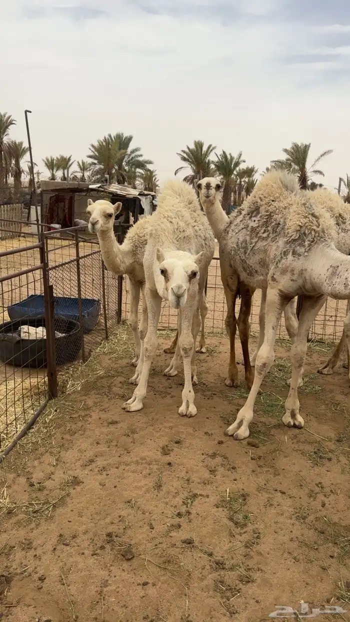 حشوا فوق التربيه فيهن واحد صغير والباقي كبار 5