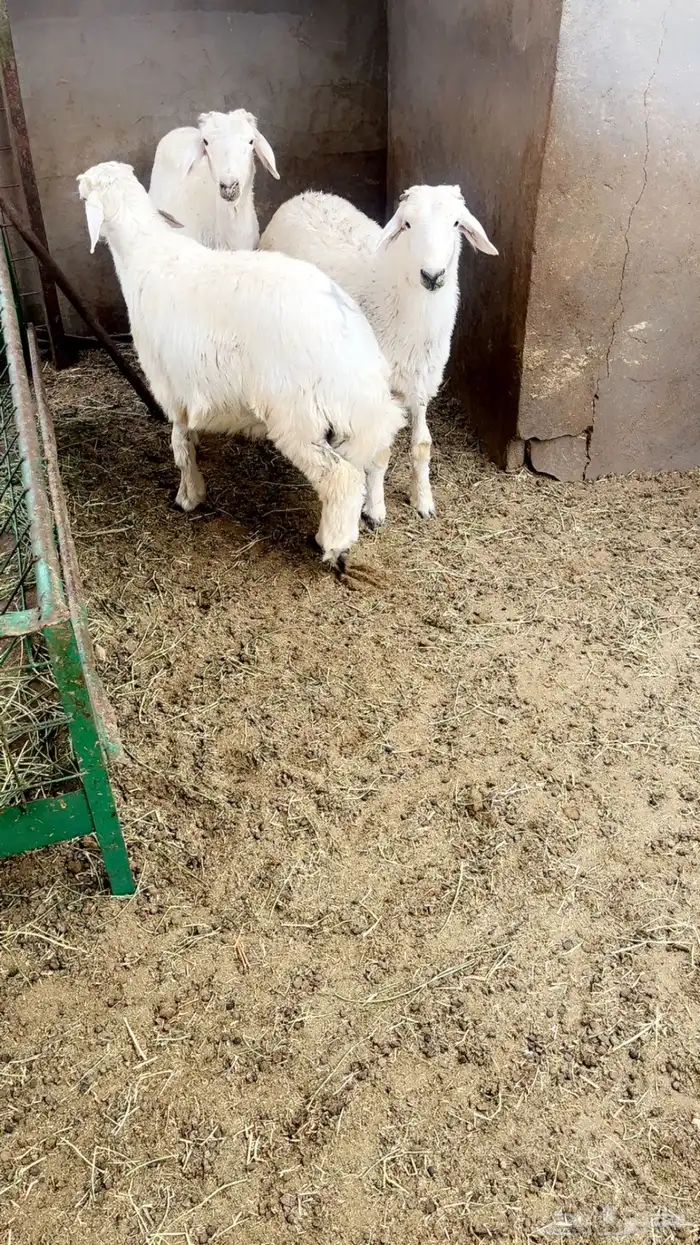 طليان حريه 5 شهور شرط نظافه وصحه 1