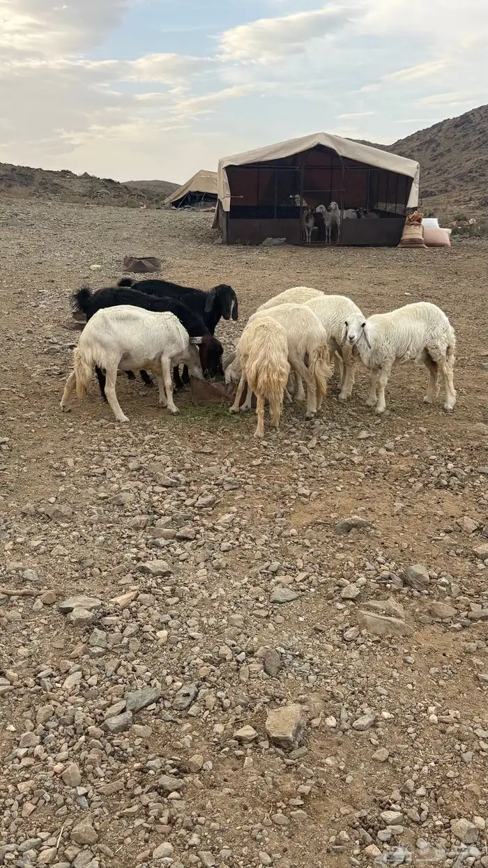 غنم ضان ومعزا 4