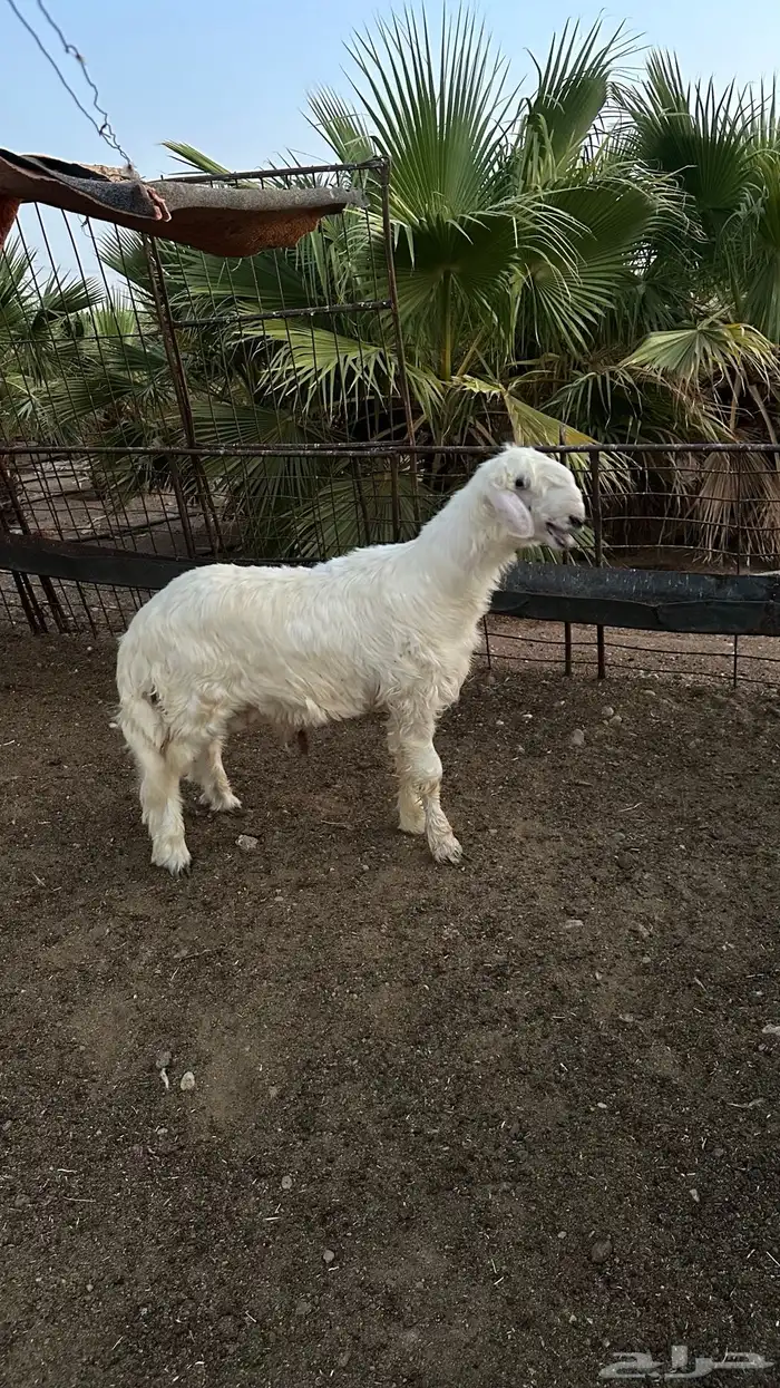 مشروع فحل عيسي جذع 1