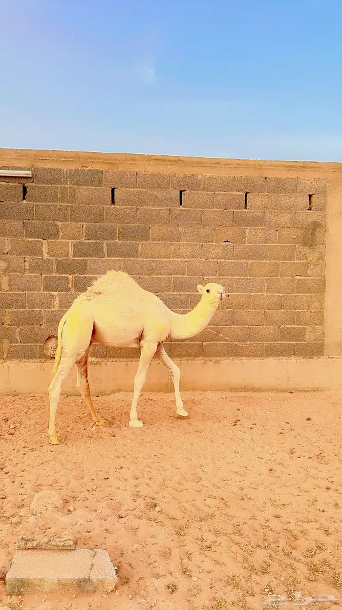قعود لباني طايش 1