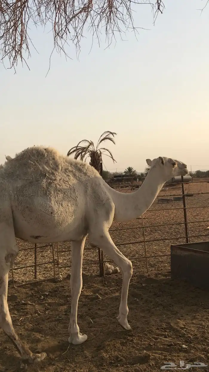 للبيع ثلاث قعدان وبكرة 6