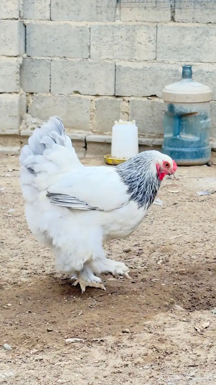 دجاج براهما 4