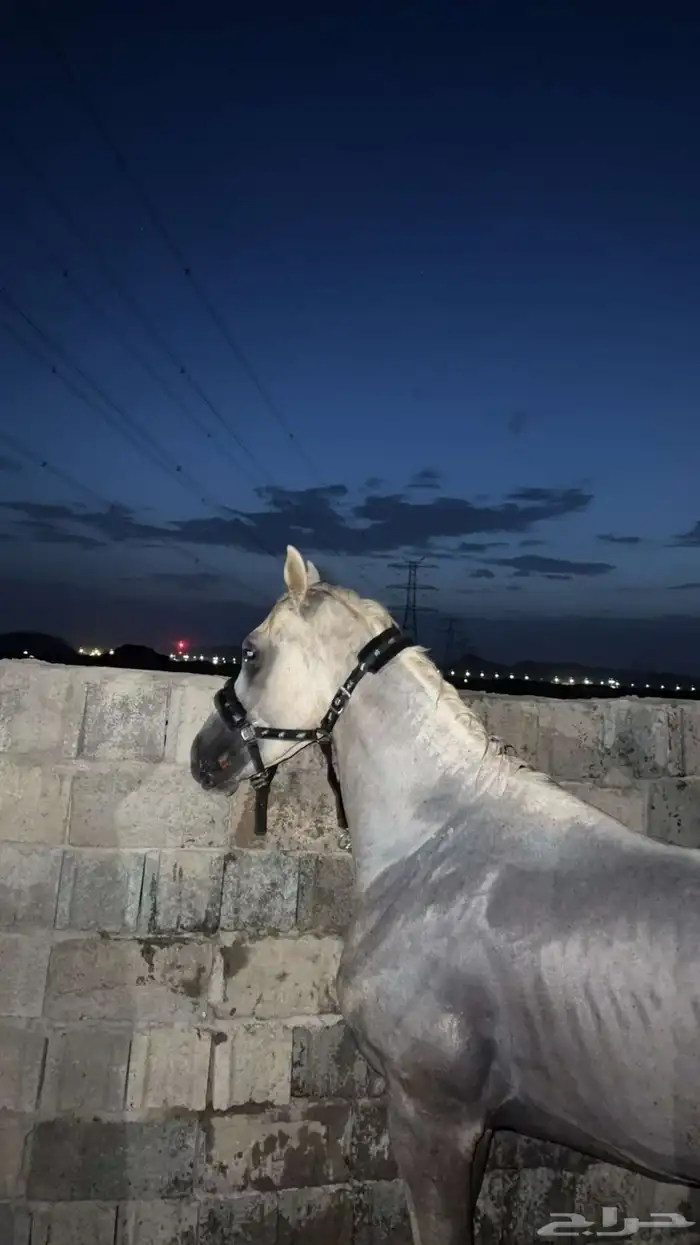 خيل شعبي 0