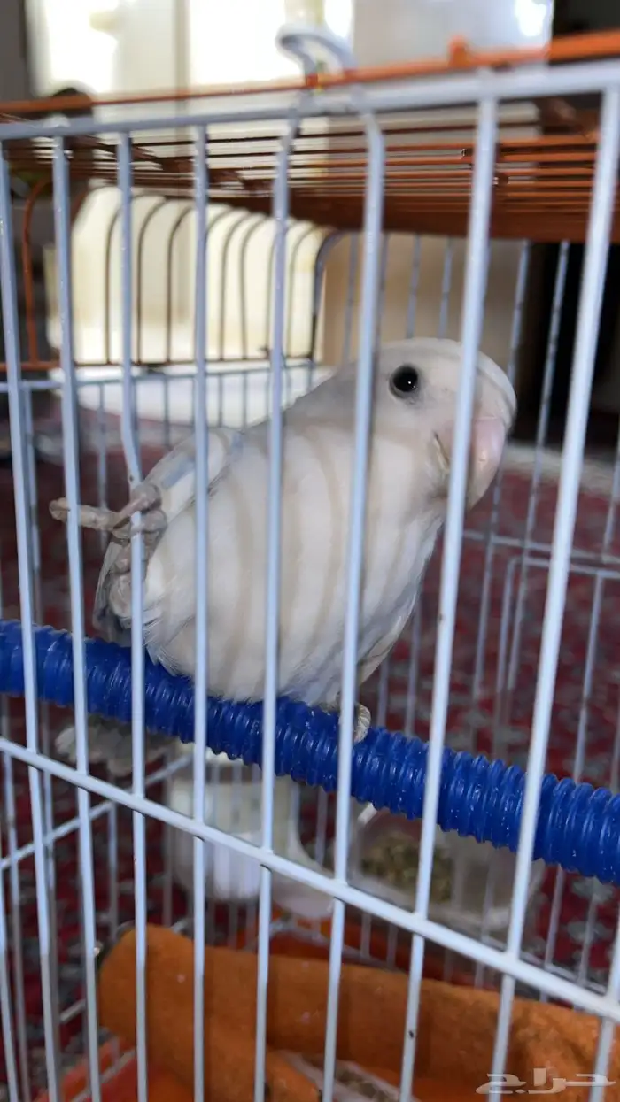 طير روز قابل للبدل 2