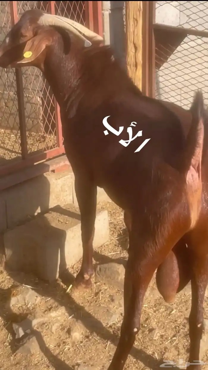 عنقان دهم دبس جم 6