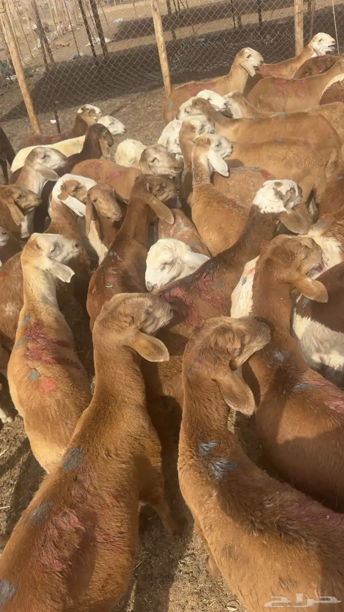 طليان سواكني السعر 720 1