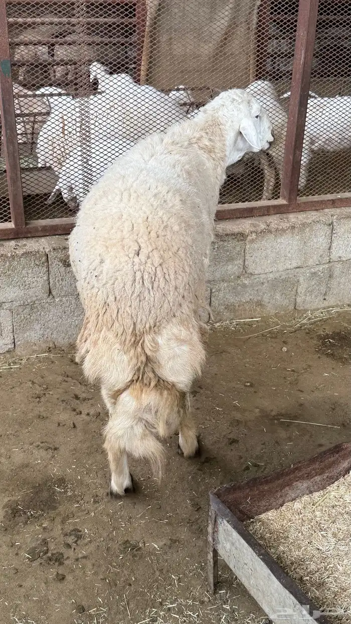 للبيع فحل حري مشروط 3