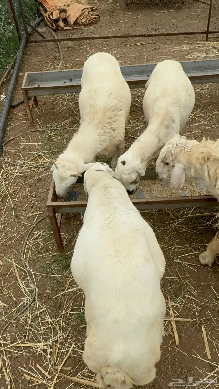 خرفان سمان 5