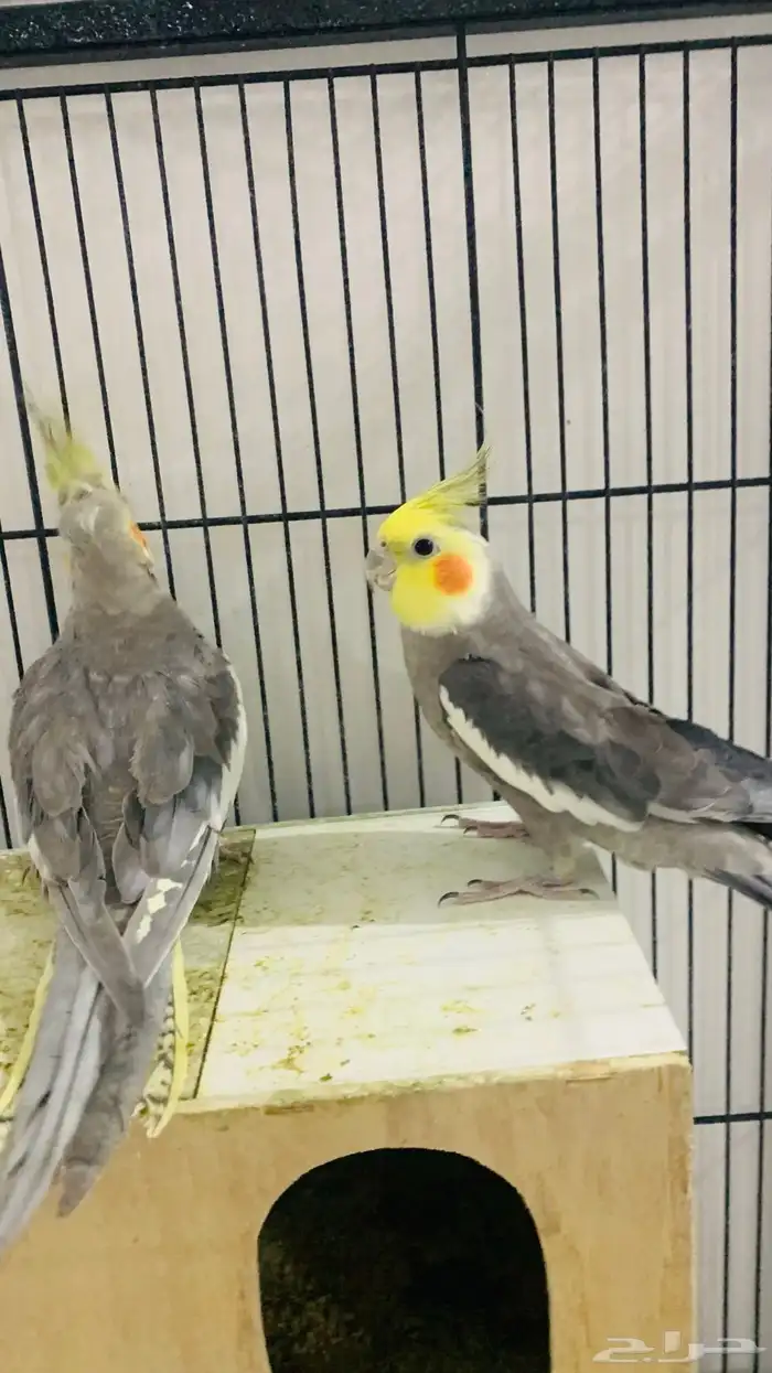 جوز ببغاء الكراون 3