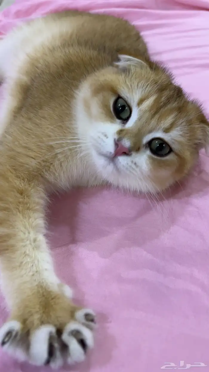 ذكر سكوتش دبل فولد من أهالي مسجلة بيور 0