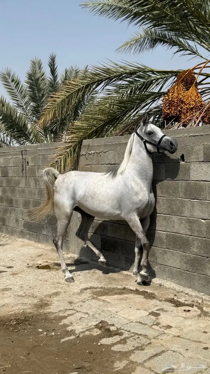 مهرة واهو فاخرة 5