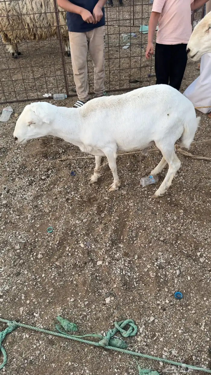 للبيع خروف حري و رفيد 2