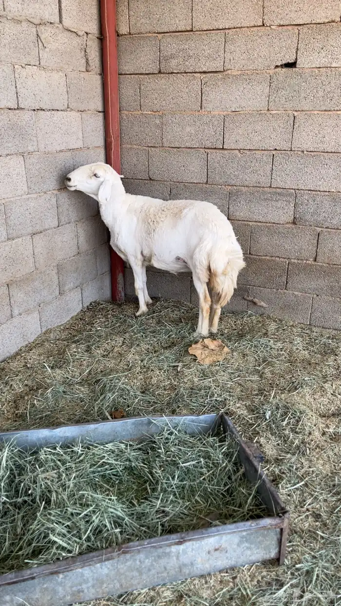 للبيع نعجه حريه 0