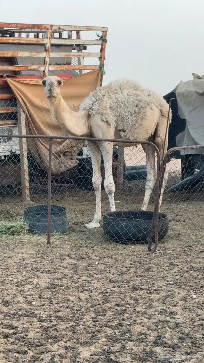 حاشي عمره 6اشهر 0