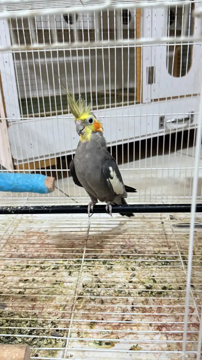 كروان للبيع 0