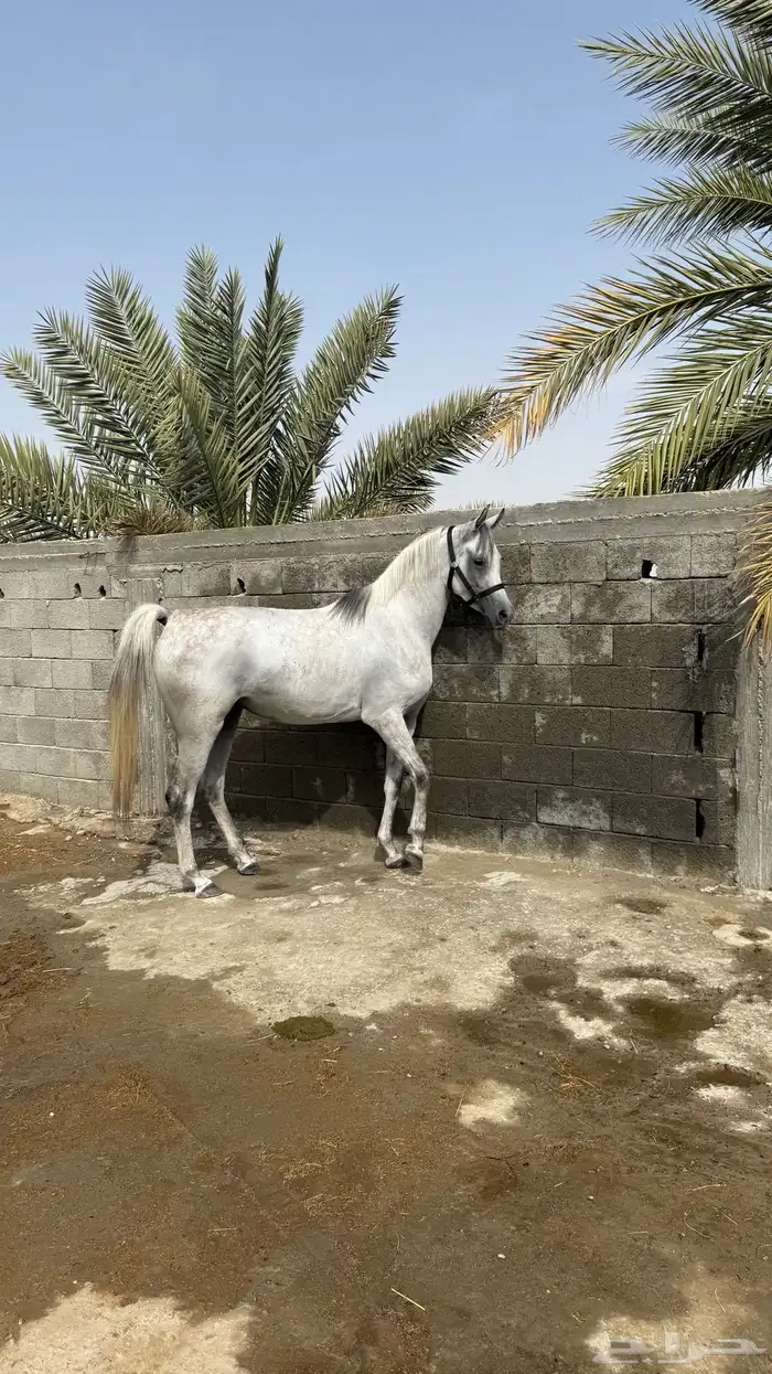 مهرة واهو فاخرة 9