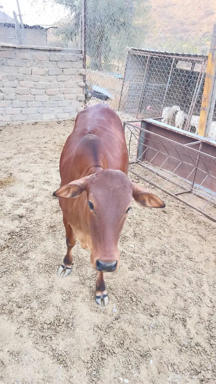 حسيلة البيع بالربع 0