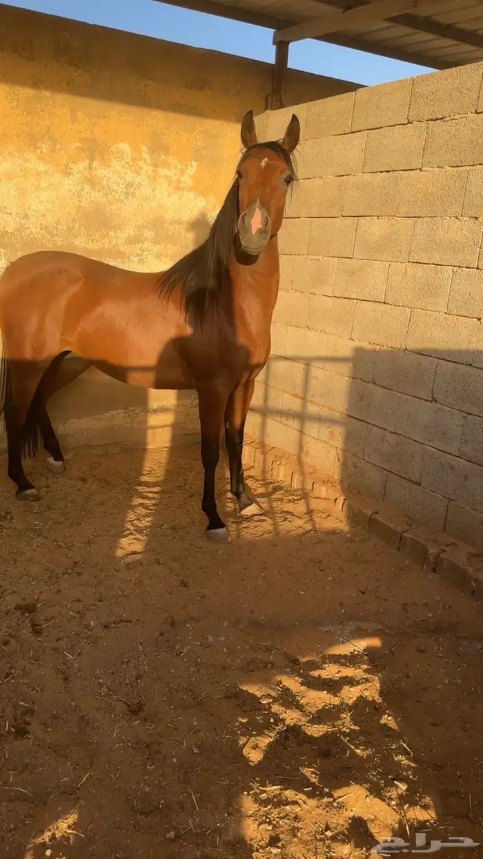 مهره شعبيه 0