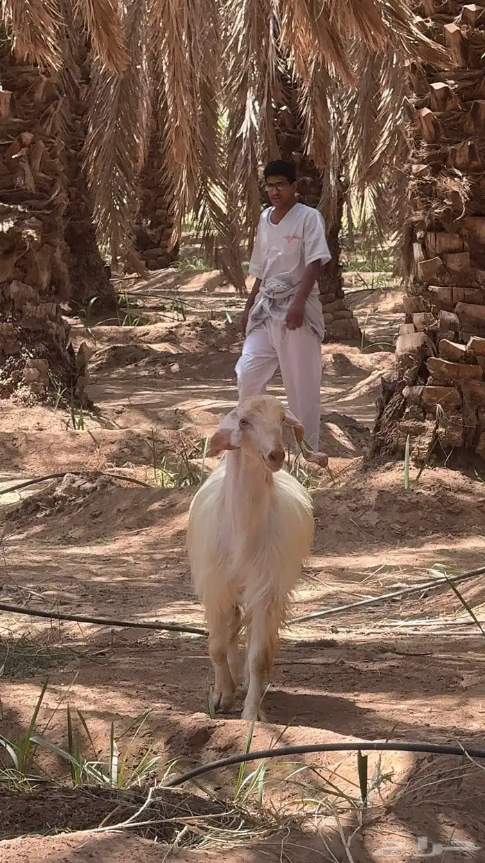 تيس فحل مصري 3