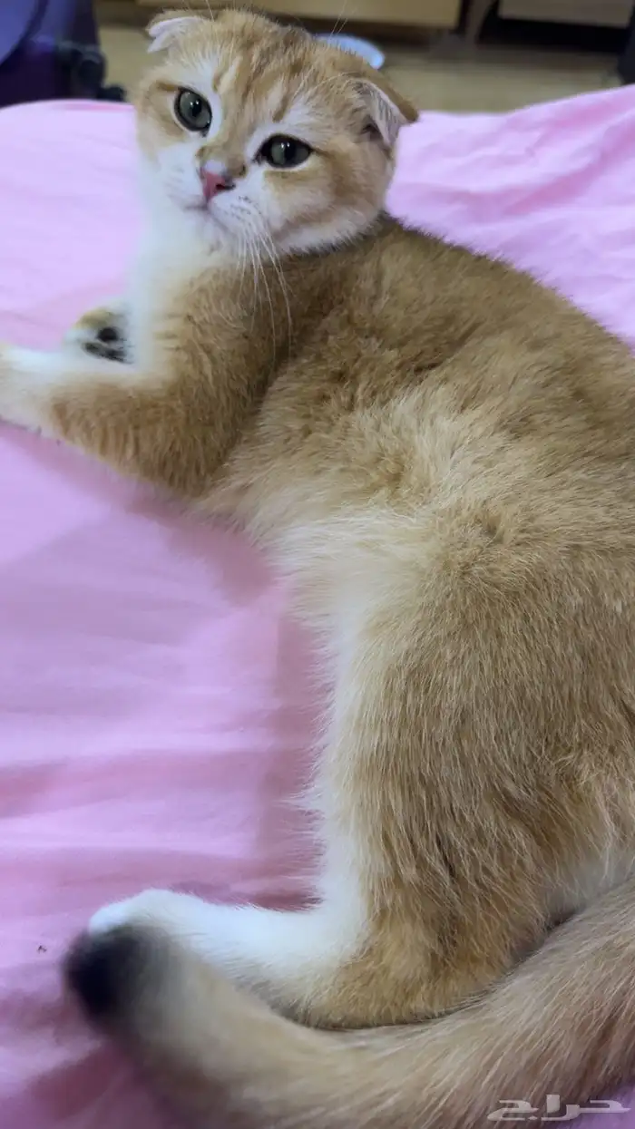 ذكر سكوتش دبل فولد من أهالي مسجلة بيور 3