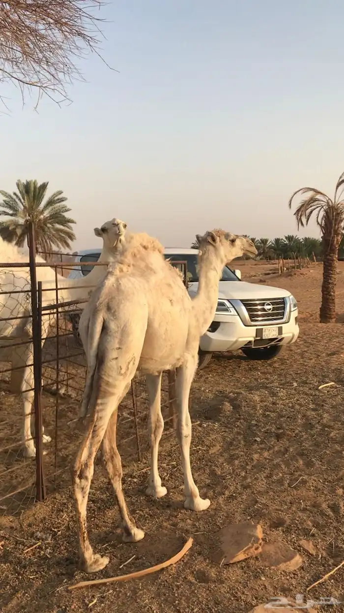 للبيع ثلاث قعدان وبكرة 8