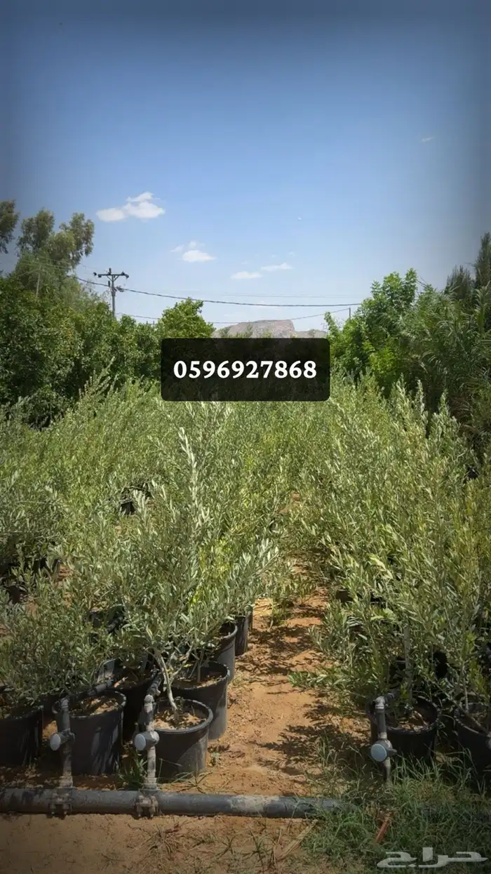 توريد جميع أنواع الأشجار لجميع أنحاء المملكة 4