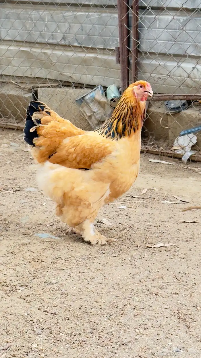 دجاج براهما 5