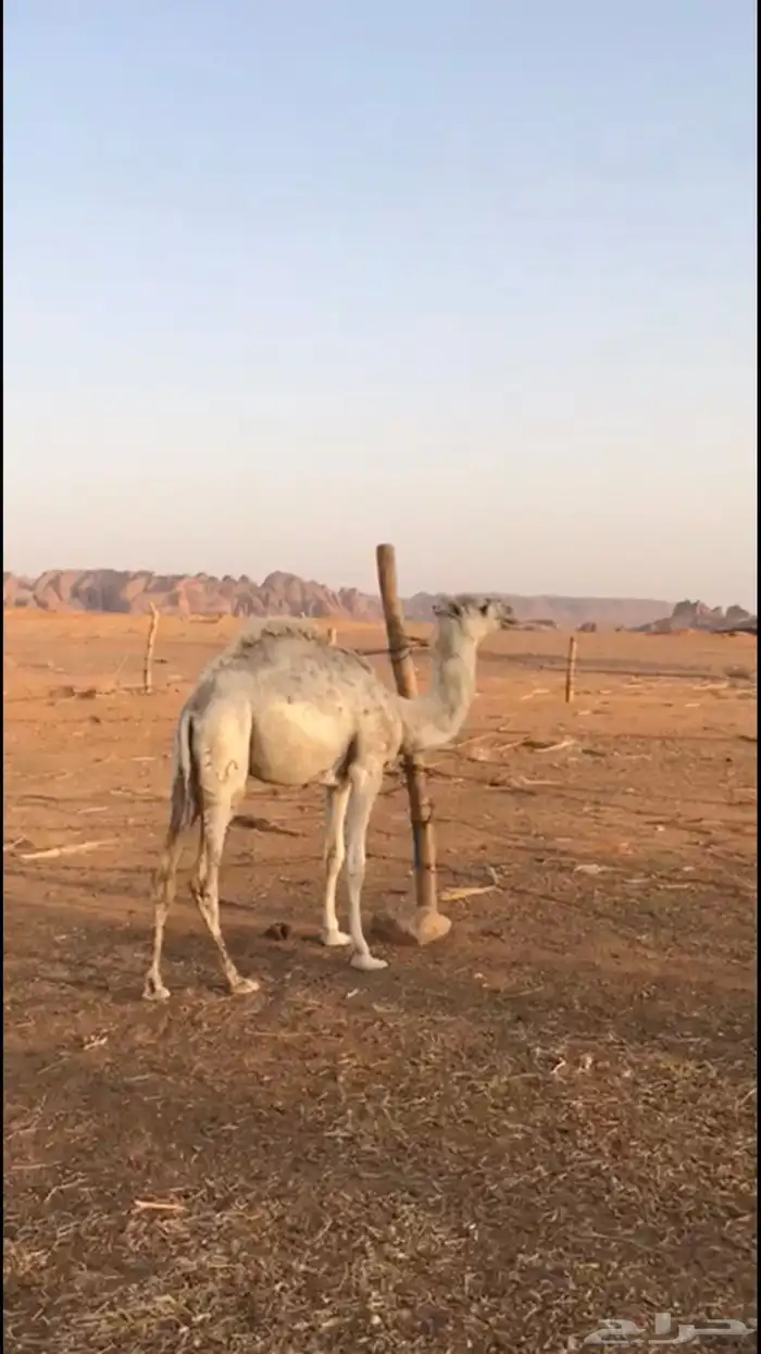 للبيع ثلاث قعدان وبكرة 10