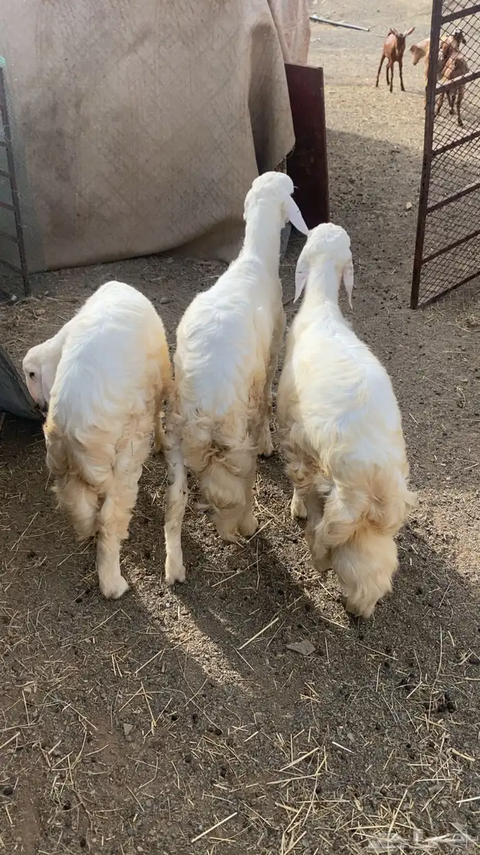 طليان حري وسط 0