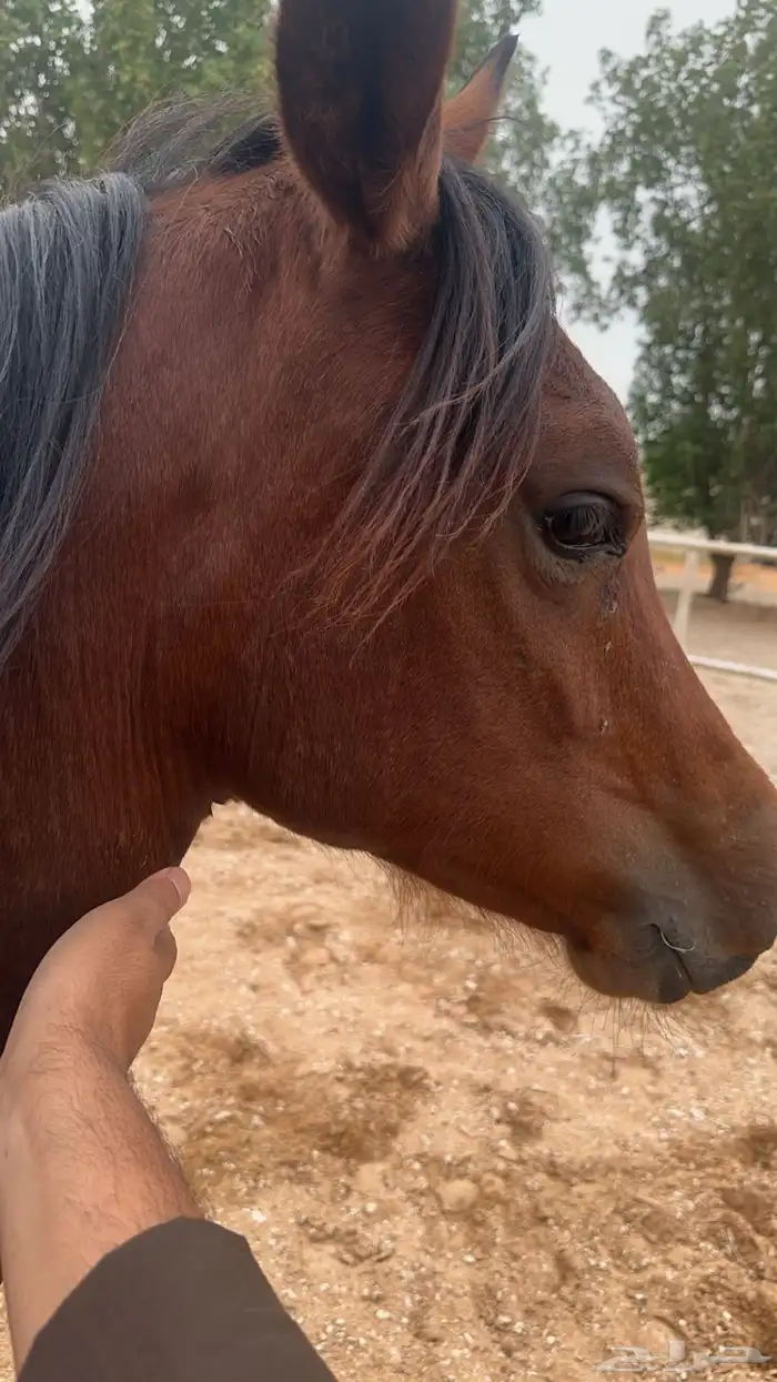 مهره شعبيه 1