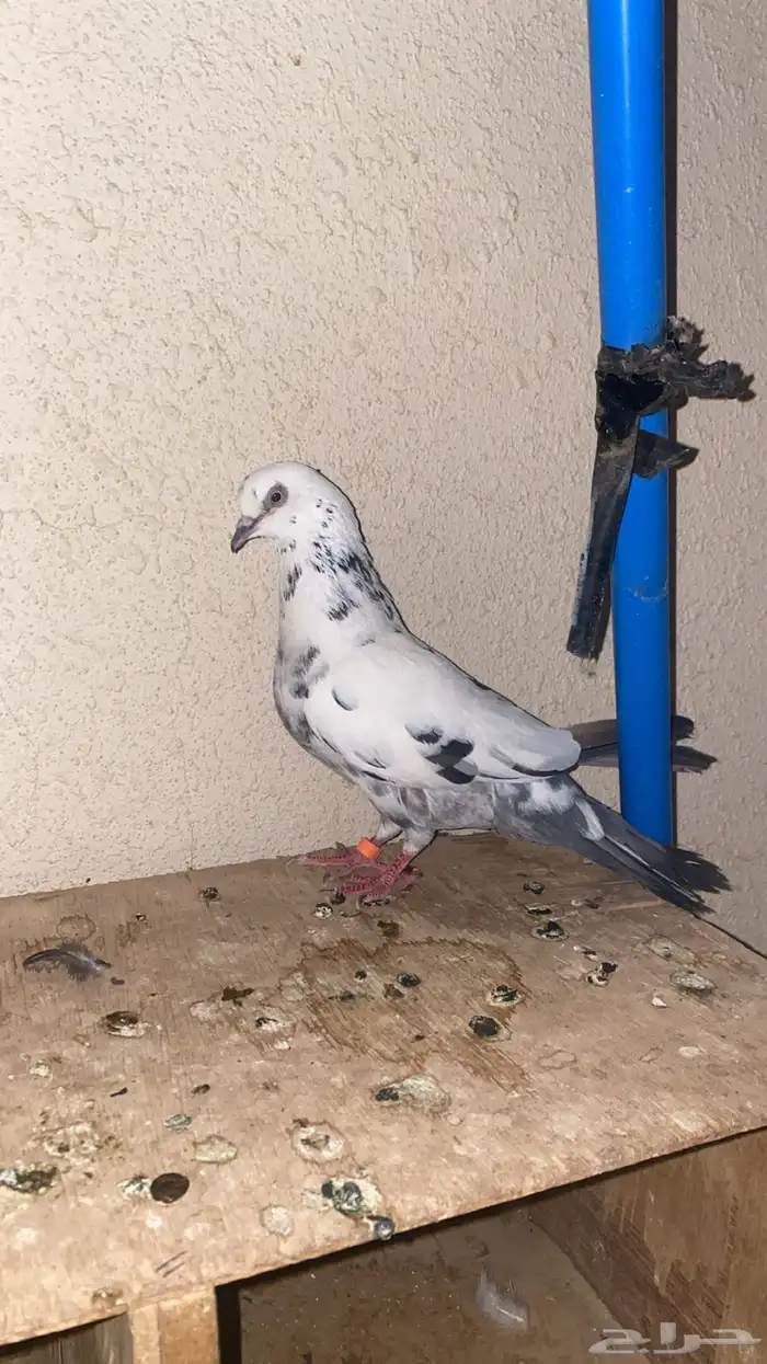 قطايف 4