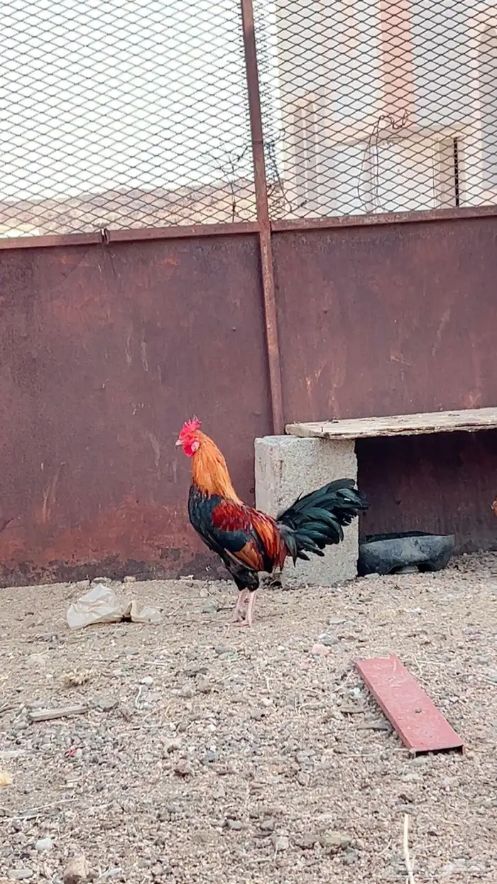 البيع معلق 1