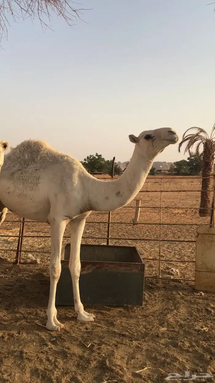 للبيع ثلاث قعدان وبكرة 2