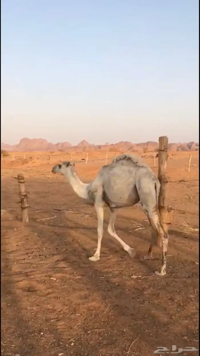 للبيع ثلاث قعدان وبكرة 9