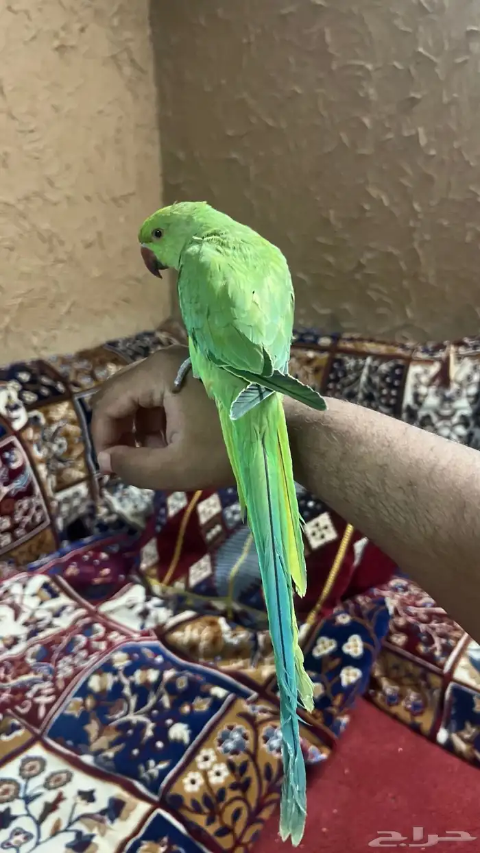 ببغاء دره هندي سوبر جامبو اليف ويطلع على اليد والذيل طويل 5
