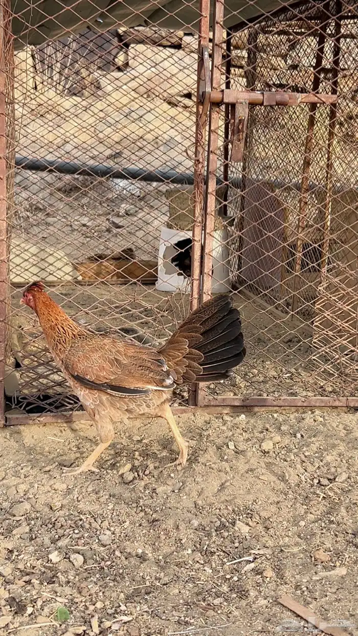 البيع معلق 3