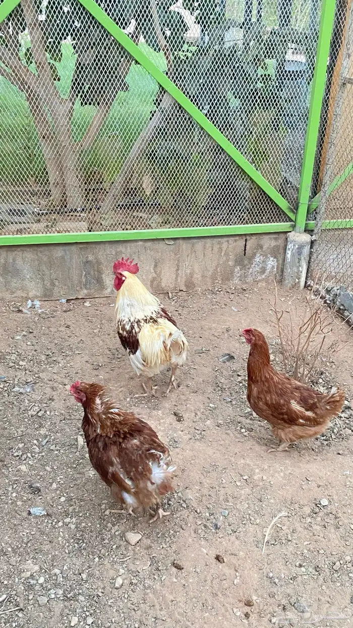 للبيع دجاج لوهمان 3