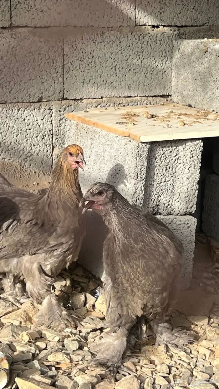 دجاج براهما 2
