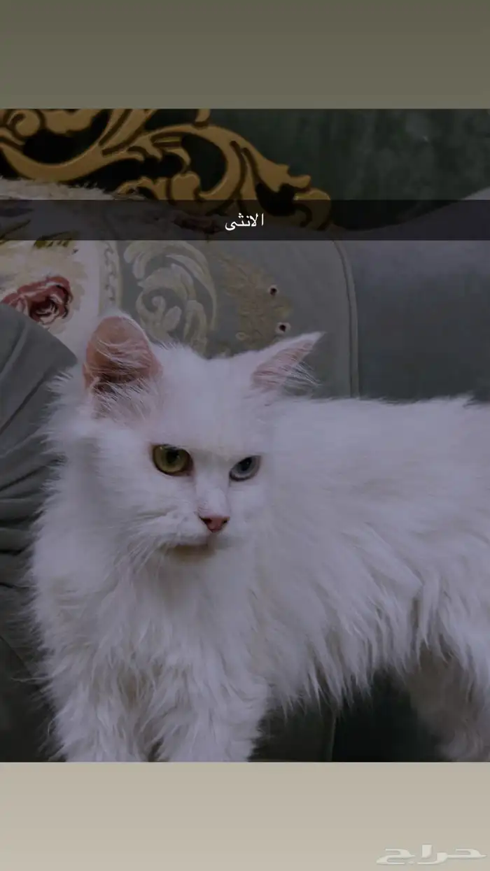 انثى شيرازي حامل تبني 0